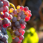 Cara Pakai Pupuk Paten Pada Tanaman Anggur