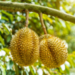 Cara Pakai Pupuk Paten Pada Tanaman Durian