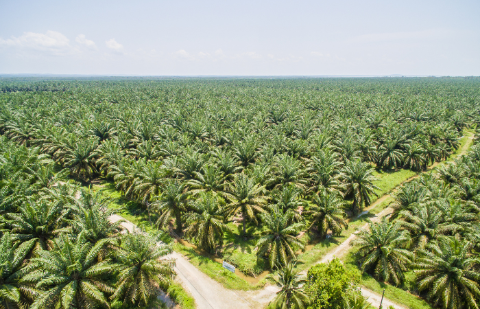 Tips Pemberian Pupuk Pada Tanaman Kelapa Sawit