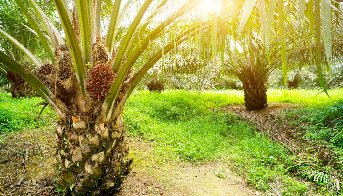 Manfaat dan Kontroversi Kelapa Sawit